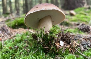 Schutzgemeinschaft Deutscher Wald: Internationaler Tag des Waldes: Wälder und Ernährung