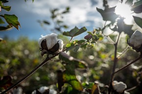 Cotton made in Africa Partners Receive Top Marks in Independent Verifications
