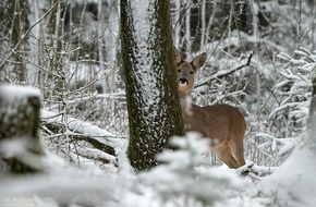 Wildtierschutz Deutschland e.V.: Jagdgesetz Niedersachsen: Rückzieher auf breiter Front