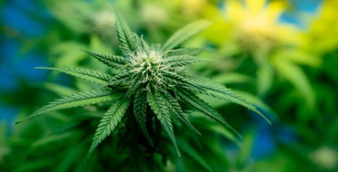 Klinikum Ingolstadt: THC: Last oder Lust?