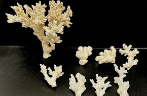 Hauptzollamt Itzehoe: HZA-IZ: Geschützte Korallen durch Zoll am Hamburger Flughafen beschlagnahmt/ Zoll beschlagnahmt acht unter Artenschutz stehende Korallen von den Malediven