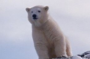 TELE 5: Eisbär "Flocke" in Lebensgefahr