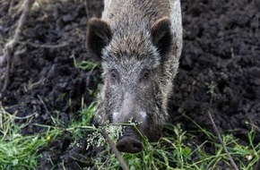 VIER PFOTEN - Stiftung für Tierschutz: Zeitumstellung: Gefahr von Wildunfällen steigt