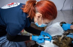 VIER PFOTEN - Stiftung für Tierschutz: Noch intensivere Tierschutzbemühungen in der Ukraine