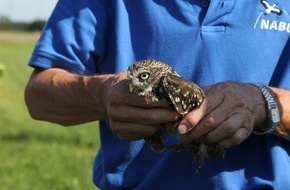 Erdgas Südwest: Presseinformation: Sechs Steinkäuze für die Region – Erdgas Südwest unterstützt Biodiversität mit NABU Hambrücken