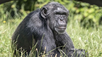 Verband der Zoologischen Gärten (VdZ): Zoologische Gärten trauern um Jane Goodall / Pionierin der Primatenforschung, Tier- und Umweltschützerin und Unterstützerin wissenschaftlich geführter Zoos