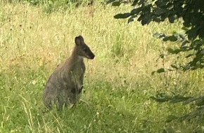Kreispolizeibehörde Märkischer Kreis: POL-MK: Känguru überrascht Autofahrer