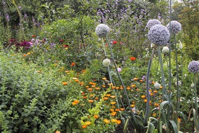 Viele Schmetterlingsarten sind in ihrem Bestand gefährdet / Fielmann stiftet dem ErlebnisWald Trappenkamp den größten norddeutschen Schmetterlingsgarten unter freiem Himmel zum Schutz heimischer Falter