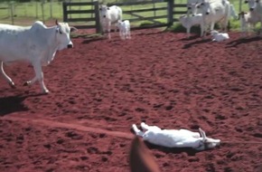 Tierqual für Autoleder: Rinder in Brasilien für Interieur von VW, BMW und Opel gefoltert / Neues PETA-Video deckt grobe Missstände bei Zulieferfarmen des größten Lederverarbeiters der Welt auf