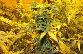 Polizeidirektion Bad Segeberg: POL-SE: Prisdorf/Hamburg:  Nach umfangreichen Ermittlungen der Kriminalpolizei Pinneberg- Beschlagnahme zweier Cannabisindoorplantagen in Prisdorf und Hamburg und Festnahme eines bewaffneten Drogenhändlers