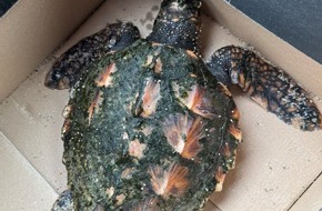 Polizeidirektion Flensburg: POL-FL: Urlauber finden Heiligabend Unechte Karettschildkröte am Strand