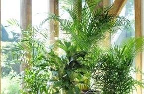 Blumenbüro: Palme ist Zimmerpflanze des Monats Juli / Mit einer Palme im Haus erblüht die Kreativität (BILD)