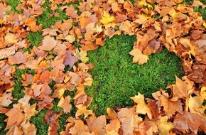 Pflanzen-Kölle Gartencenter GmbH & Co.KG: Die optimale Rasenpflege im Herbst, für ein vitales Wachstum im Frühjahr