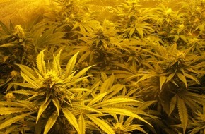 Polizeidirektion Bad Segeberg: POL-SE: Pinneberg: Kriminalpolizei Pinneberg beschlagnahmt zwei Cannabisindoorplantagen - mit Foto