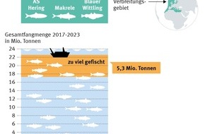 Marine Stewardship Council (MSC): Neue Daten offenbaren starken Rückgang der Herings- und Makrelenbestände im Nordostatlantik