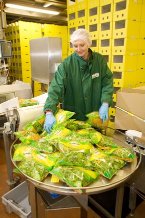 Lizenzfreie Fotos von der Bonduelle Salatproduktion / Der Salat- und Gemüsespezialist Bonduelle gibt Einblick in die Produktion der Freshcut Salate: &quot;Vom Feld in die Tüte&quot;