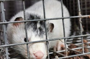 SOKO Tierschutz e.V.: Schock-Szenen aus der Gaskiste: SOKO Tierschutz deckt Tierqual in Pelzindustrie auf / Todeskampf der Nerze im Gas