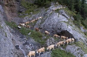 Ferris Bühler Communications: Alpabzug läutet Herbstzeit auf der Engstligenalp ein