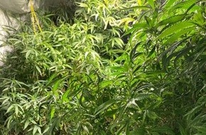 Polizei Bonn: POL-BN: Königswinter: Bonner Polizei hebt Cannabisplantage aus - Zwei Festnahmen