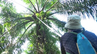 Nestlé importiert Palmöl aus Zwangs- und Kinderarbeit