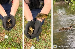Bundespolizeidirektion Sankt Augustin: BPOL NRW: Tierischer Einsatz in Hennef: Bundespolizei rettet Entenfamilie aus Gleisbereich