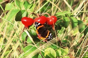 Fielmann Group AG: Viele Schmetterlingsarten sind in ihrem Bestand gef&auml;hrdet / Fielmann stiftet dem ErlebnisWald Trappenkamp den gr&ouml;&szlig;ten norddeutschen Schmetterlingsgarten unter freiem Himmel zum Schutz heimischer Falter