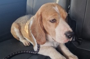Kreispolizeibehörde Märkischer Kreis: POL-MK: Frierender Fundhund im Gebüsch