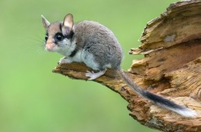 Bund für Umwelt und Naturschutz Deutschland e.V. (BUND): ++ Siebenschläfertag: Sieben Wochen im Zeichen des Gartenschläfers – BUND ruft zu Einsatz für den Erhalt des Tiers auf ++