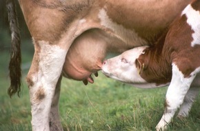 VIER PFOTEN - Stiftung für Tierschutz: Les chocolatiers ne se soucient guère des vaches laitières et de leurs veaux