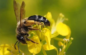 Albert-Ludwigs-Universität Freiburg: „Wildbienen sind die Versicherung unserer Ernten.“