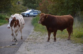 Feuerwehr Stolberg: FW-Stolberg: Stier auf Abwegen