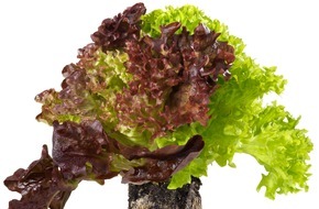 Coop Genossenschaft: «Living Salad» - dieser Salat bleibt besonders lang frisch / Neuheit: Coop verkauft Salat mitsamt Wurzelballen