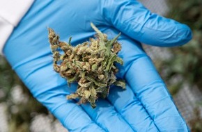 Aurora Deutschland GmbH: Aurora aktuell / Medizinal-Cannabis - wenn Schmerzen in Rauch aufgehen