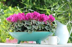 Blumenbüro: Überraschend draußen: Zimmerpflanzen zur Sommerfrische auf Balkon und Terrasse / Ländlich-romantisches Flair mit dem zarten Alpenveilchen (BILD)