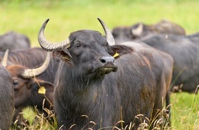 Heinz Sielmann Stiftung: PM: Wasserbüffel auf Mission für die Artenvielfalt / Naturschutzprojekt bei Allershausen feierlich eingeweiht