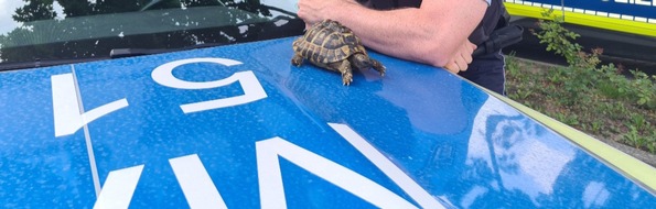 Polizeipräsidium Mannheim: POL-MA: Weinheim/ Rhein-Neckar-Kreis: Landschildkröte aufgefunden - Besitzer gesucht