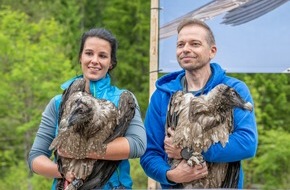 Natur- und Tierpark Goldau: «Goldauer» Bartgeier erfolgreich ausgewildert