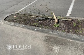 Polizeipräsidium Westpfalz: POL-PPWP: Baum umgenietet