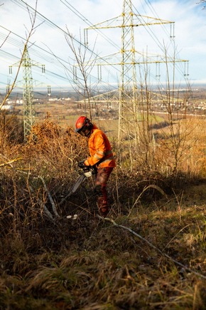 TransnetBW und Netze BW stärken gemeinsam Ökologisches Trassenmanagement