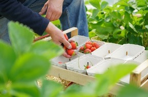 VILA VITA Marburg: Erdbeere küsst Spargel: VILA VITA Marburg mit frischen Produkten vom eigenen Feld