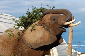 Aktionsbündnis "Tiere gehören zum Circus": Der Elefantenunfall von Osnabrück: Das sagen die Experten