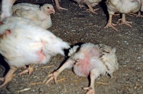 Deutscher Tierschutzbund e.V.: Fauler Hähnchenkompromiss auf EU-Ebene: Kritik an gestriger Entscheidung des EU-Agrarministerrates