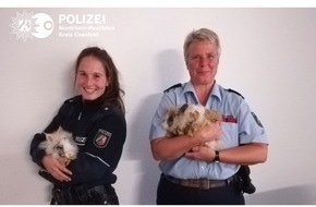 Polizei Coesfeld: POL-COE: Dülmen, Brokweg/ Kaninchen gefunden