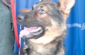 Polizei Rhein-Erft-Kreis: POL-REK: Hunde vergiftet/ Bedburg