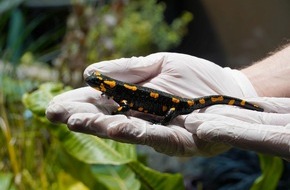 Verband der Zoologischen Gärten (VdZ): Von Feuersalamandern und anderen wilden Tieren: Zoos schützen bedrohte Arten gemeinsam / Fachtagung im Thüringer Zoopark Erfurt zu Forschung und Artenschutz