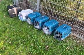 Kreispolizeibeh&ouml;rde Heinsberg: POL-HS: Zeugen nach Aussetzung von 17 Katzen gesucht