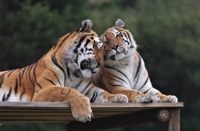 VIER PFOTEN - Stiftung für Tierschutz: L’amour des animaux à la Saint-Valentin