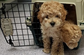 Hauptzollamt Rosenheim: HZA-RO: Vier Hundewelpen bei Zollkontrolle entdeckt / teils eingeklemmt im Kofferraum