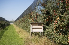 Obst vom Bodensee: Zum Internationalen Tag der biologischen Vielfalt / Es summt und brummt in den Obstgärten am Bodensee: Wildbienenvielfalt stabilisiert sich auf hohem Niveau - gegen Bundestrend