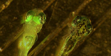 Albert-Ludwigs-Universität Freiburg: Hemmende Signale in Neuronen des Sehsystems schützen vor Reizüberflutung